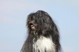PETIT CHIEN LION 147